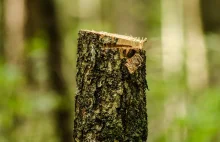 Lasy Państwowe postanowiły ściąć 300-letnie drzewo