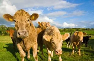 Irlandia Północna: milion sztuk bydła pod nóż dla klimatu