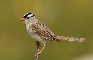 Badania śpiewu ptaków odkrywają tajemnice mózgu