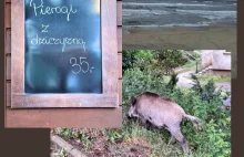 Wakacje z dzikami. Atrakcją dla turystów, w praktyce zagrożenie szerzeniem ASF