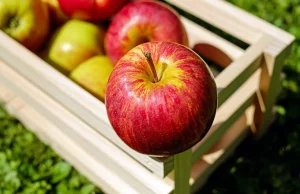 W Polsce ogłoszono załamanie rynku jabłek