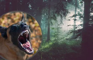 Mężczyzna poszedł na grzyby. Zaatakowały go trzy psy i porozrywały jego ciało