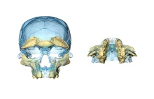 Szczątki Homo sapiens sprzed 300 tysięcy lat?