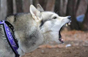 Szokujący atak w Stalowej Woli: Husky zaatakował dziecko