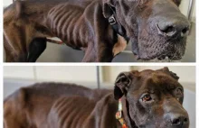 Adoptowała psa, nad którym znęcała się. Kobiecie grozi do 3 lat więzienia