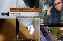 Reportaż tvp o 3 amstaffach z Jedlanki, które zagryzły maltańczyka