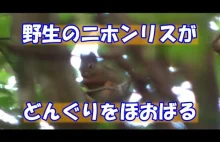Succeeded in shooting a wild squirrel (Japanese squirrel) (scene eating an acorn
