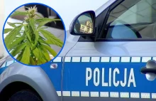 Policjanci znaleźli u 66-latki nielegalną roślinę. Mówiła, że hoduje…winogrono