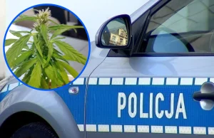 Policjanci znaleźli u 66-latki nielegalną roślinę. Mówiła, że hoduje…winogrono