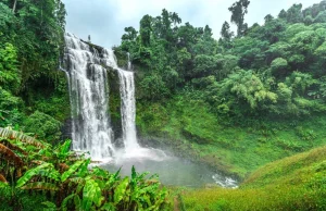 Setki użądleń przez szerszenie i śmierć w kilka godzin. Tragiczny finał rodzinny
