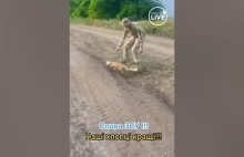 Młody lis uratowany przez żołnierzy z Ukrainy