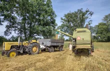 Żniwa na Południu. Stachowiak i Krzak o opłacalności produkcji zbóż