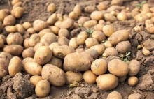 Ziemniaczana afera na Podkarpaciu. 150 ton zniknęło w jeden dzień