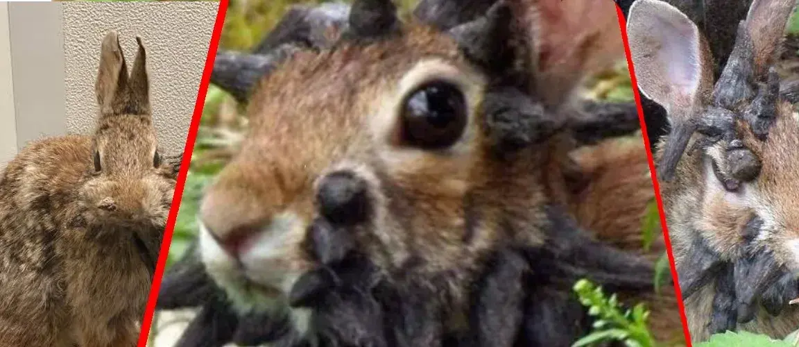 "Króliki zombie" przeraziły internautów. Czy jest się czego obawiać?