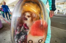 Zgubienie psa przez linię lotniczą to jak zgubienie walizki - orzekł TSUE