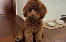 Brownie nie żyje, jego właściciel został pogryziony.