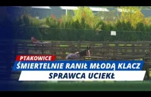 PTAKOWICE: TRAGEDIA W OŚRODKU JEŹDZIECKIM. NIE ŻYJE KOŃ