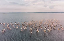 Gdzie w Albanii zobaczyć flamingi? Poznaj piękną Lagunę Nartes koło Wlory