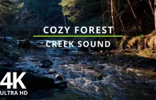 4K Cozy Forest Creek Sound - 2 Hours Natural Water Sound For Sleep, Study, Relax