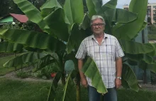 Pan Jacek zasadził na działce banany. Z nasionek wyrosły już na dwa metry