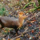 Niezwykłe narodziny w stołecznym zoo. To drugi najmniejszy jeleń świata