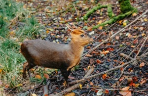 Niezwykłe narodziny w stołecznym zoo. To drugi najmniejszy jeleń świata