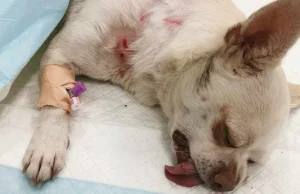 Kilka psów zaatakowało 11-letnią dziewczynkę i jej pieska