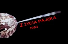 Z życia pająka - film edukacyjny z 1963 r.