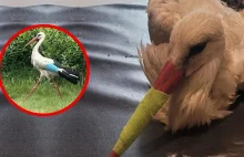 Waleczny bocian bronił swoich młodych. Ruszyła zbiórka na leczenie ptaka