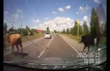 Dziwny wypadek w Rosji - krowy