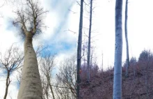 Poszukiwacz "leśnych olbrzymów" znalazł najwyższe drzewo liściaste w Polsce