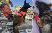 Nie żyje pies ratowniczy. Zginął podczas akcji po trzęsieniu ziemi w Turcji