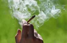Marihuana jest równie szkodliwa jak papierosy?