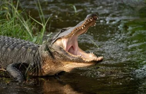 Tragedia na Florydzie. Ciało 2-latka znaleziono w paszczy aligatora