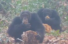 Szympansy biesiadują? Sfilmowano je, gdy dzieliły się owocami zawierającymi alko