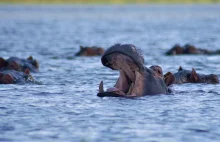 Malawi. Hipopotam zaatakował łódź na rzece Shire. Roczne dziecko nie żyje, trwaj
