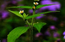 Żółtlica Drobnokwiatowa - Galinsoga Parviflora / Fotografujemy Przyrodę