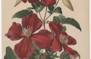 Floratheca - baza ilustracji botanicznych z archiwum Uniwersytetu Warszawskiego