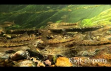Przepiękne kiełbie pospolite na żerowisku. Beautiful common gudgeon