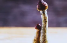 Legalne a nielegalne psychodeliki i terapie psychodeliczne