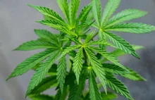 Niemcy planują legalizację marihuany. Legalnie będzie można posiadać do 25 gr.