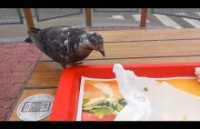 Atak wygłodniałych gołębi w bydgoskim McDonald's
