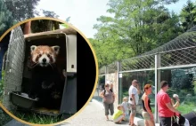 Wrocławskie zoo ma nowego lokatora. Bernie przyleciał do Polski samolotem