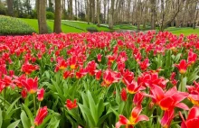 Keukenhof - tulipanowy raj w Holandii
