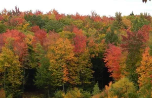 Kolory jesiennych liści, czyli rzecz o chlorofilach i antocyjanach