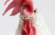 Kurczaki ogrzeją nasze domy? Przełomowy pomysł szwajcarskich naukowców | Domipor