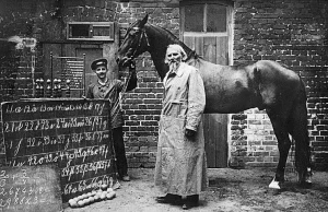 Mądry Hans historia konia, który potrafił liczyć i komunikować się z ludźmi | C