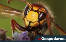 Agresywne owady z Azji zaatakowały południe Europy