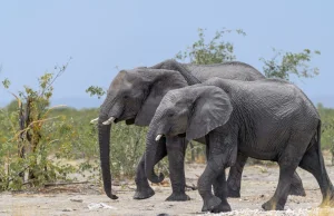 Zimbabwe. Naukowcy wiedzą, co zabiło dziesiątki słoni -