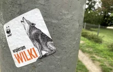 Polska zoolog ostrzega przed wilkami, jak i demonizowaniem ich